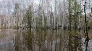 с Днем победы
