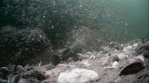 1000047404.mp4Волга гл.5м.27.07.2025г.