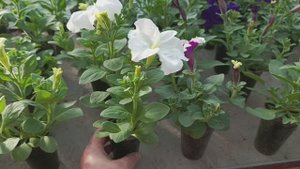 КУСТОВАЯ ПЕТУНЬЯ. ОБЗОР ПО СОРТАМ.