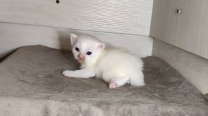 Новорожденный котёнок. Двадцать один день. Котёнок и его мама-кошка.