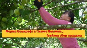 Ферма Бушкрафт в Пханге Вьетнам ,Гуайява сбор продажа