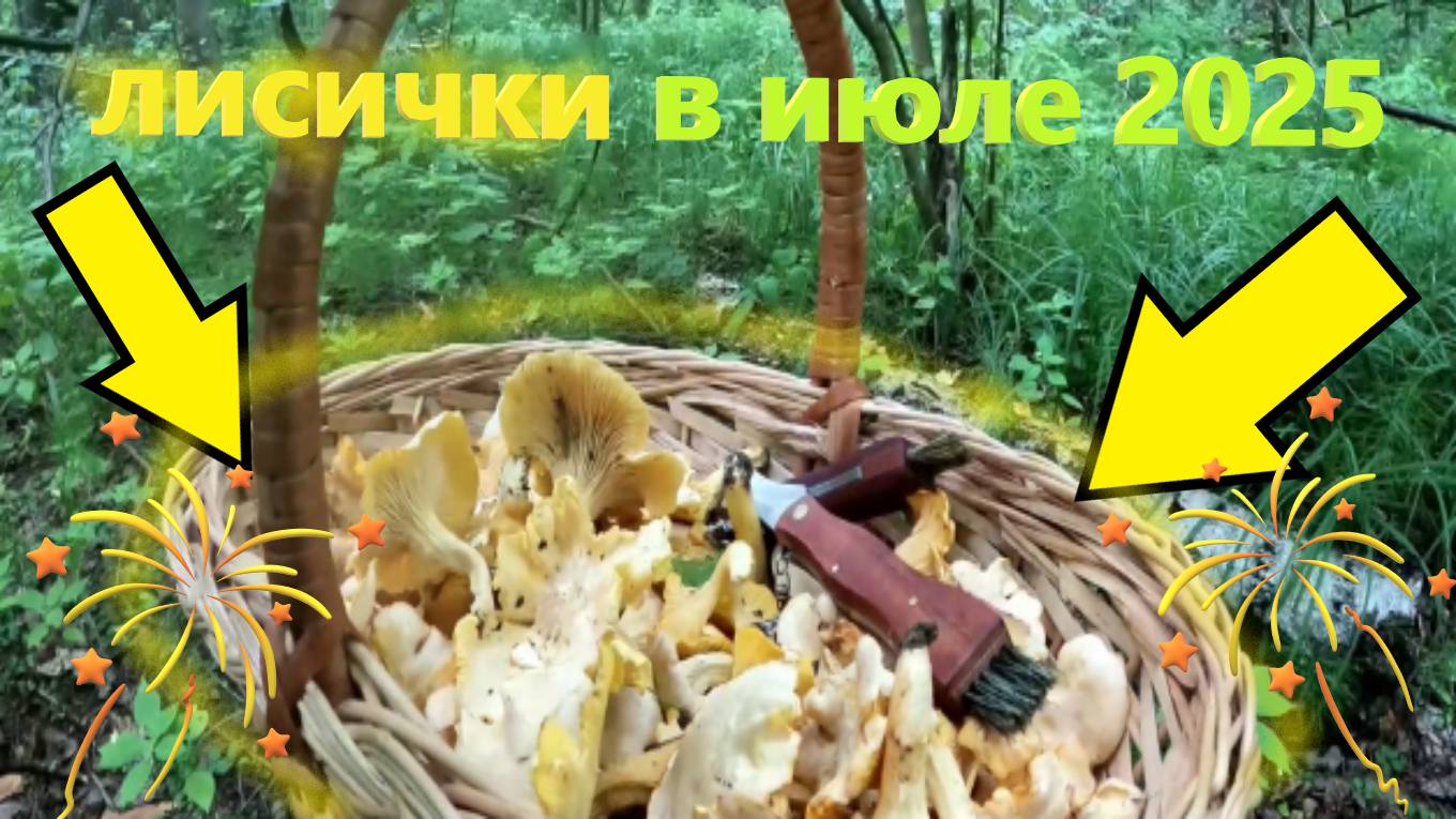ЛИСИЧКИ в июле 2025 в лесу на юге Подмосковья!!! Первые ЛИСИЧКИ сезона 2025! смотреть онлайн