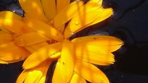 Занимательное видео