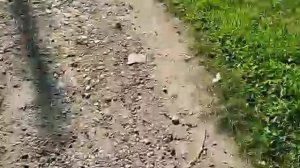 сыщики расследование самоката 2