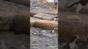 коты смешные собаки с озвучкой