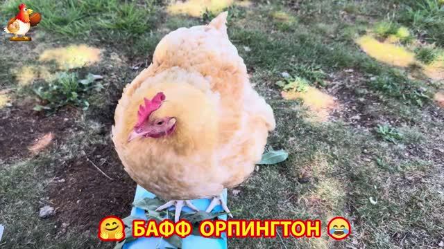 Куры Бафф Орпингтон ласковые золотые несушки❣️🤗😂 (67)