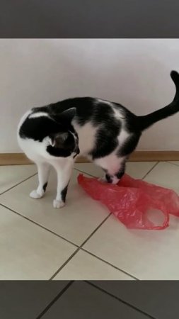Обязан пошуршать