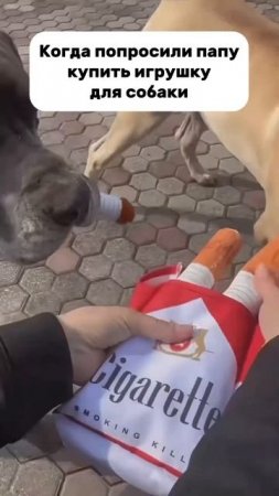Лучшая находка игрушка для вашей собаки