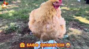 Куры Бафф Орпингтон ласковые золотые несушки❣️🤗😂 (66)