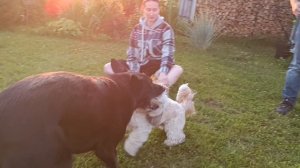 нападение  котана ши-тцу.гонки на лужайке. релакс