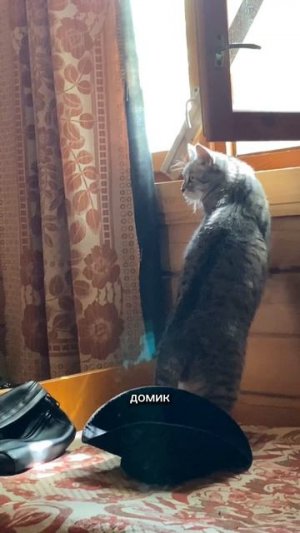 Присматриваю за кисой 7