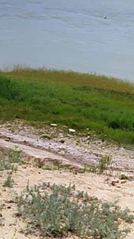 Берег Азовского моря