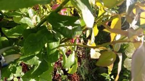 СУПЕР ПОМОЩНИК ДЛЯ САДА И ОГОРОДА.ОБРЕЗКА РОЗ.