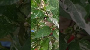 Salatiga_Fish_Orange.mp4