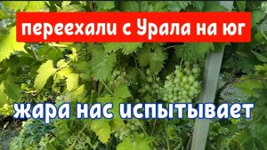 #60🌷Работаю на двух кухнях/Жара/Урожай сливы/Подкормила гортензии