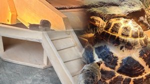 Сухопутные черепахи. Домик своими руками