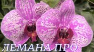 №1104/ МОСКОВСКИЕ свежие ОРХИДЕИ в ЛЕМАНА ПРО