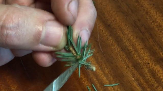 Как избежать загнивания черенков голубой ели при размножении черенками (рекомендации)