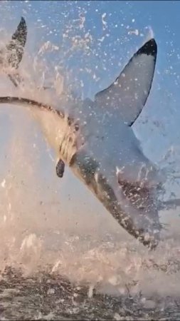 Большая белая акула 🦈