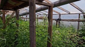 9127485 Рябинушка