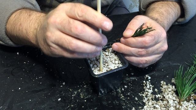 Размножение сосны горной черенками в домашних условиях