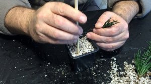 Размножение сосны горной черенками в домашних условиях