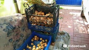 Обработка лука
