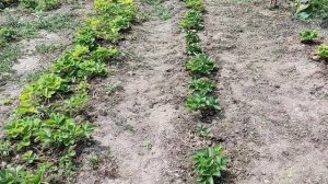 Бассейн на весь двор