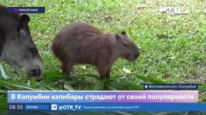 В Колумбии капибары страдают от своей популярности