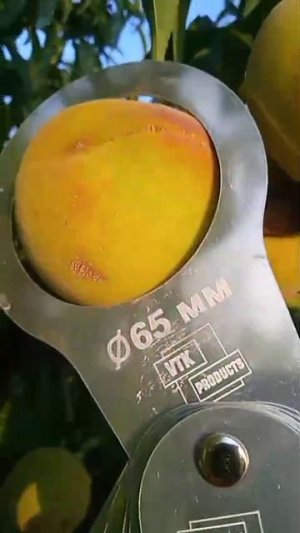 Яблоки Дары Регионов
