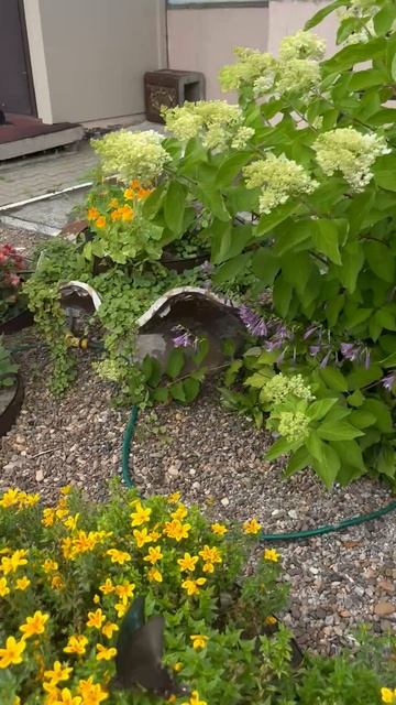 Махаон во дворе, июль 2025 смотреть онлайн