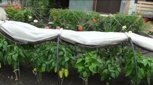 Мой участок в конце июля