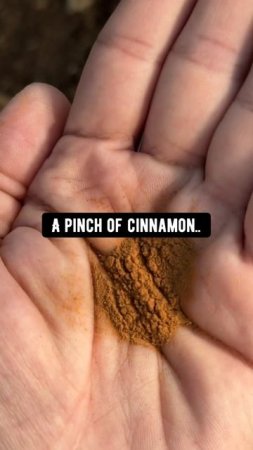 Homemade plant fertilizers from waste! creative explained