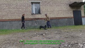 Тестирование щенка перед покупкой.