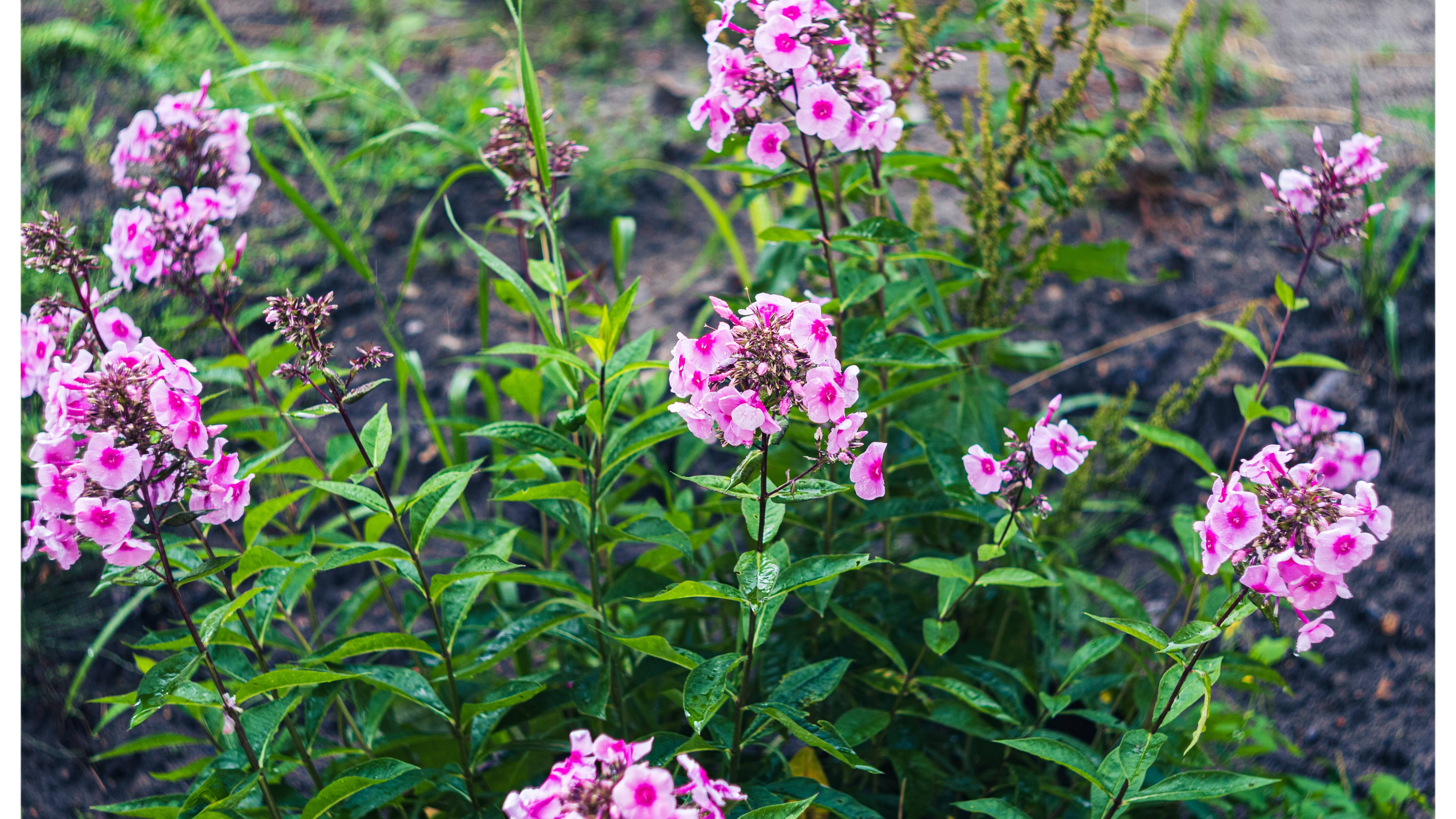 «Гелиос-44-2 2/58»
Дождь. смотреть онлайн