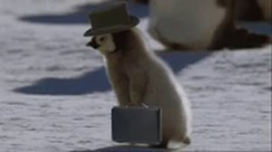 1000002997.mp4пингвин