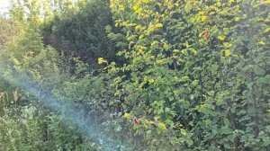 О том что происходит с урожаем по мере старения куста ирги