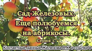 Сад Железовых. Еще полюбуемся  на абрикосы. Серия 1.