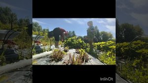 Дача, клубника, обработка, посадка усиков