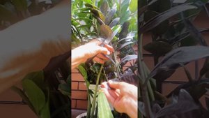 Укоренение перьев замиокулькаса новым способом