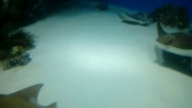 2022-01-29_480p_7058713061984619777