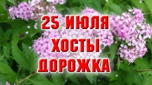 25 июля. Обрезала хосты вдоль дорожки, растет самосев