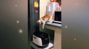 СМЕШНЫЕ РОЛИКИ С КОТАМИ !!! Приколы с котами! С озвучкой!
