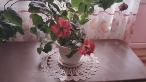 Колосится роза чайная