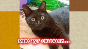 Мне тут сказали... Кошки с озвучками.