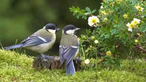 Чудесное пение птиц в лесу