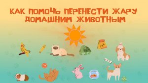 Как помочь перенести жару домашним животным