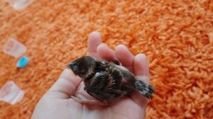 мой птенец толи воробей толи соловей😲