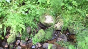 Леса Боливии