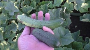Плодоносят огурцы АПРЕЛЬСКИЙ и ЗОЗУЛЯ